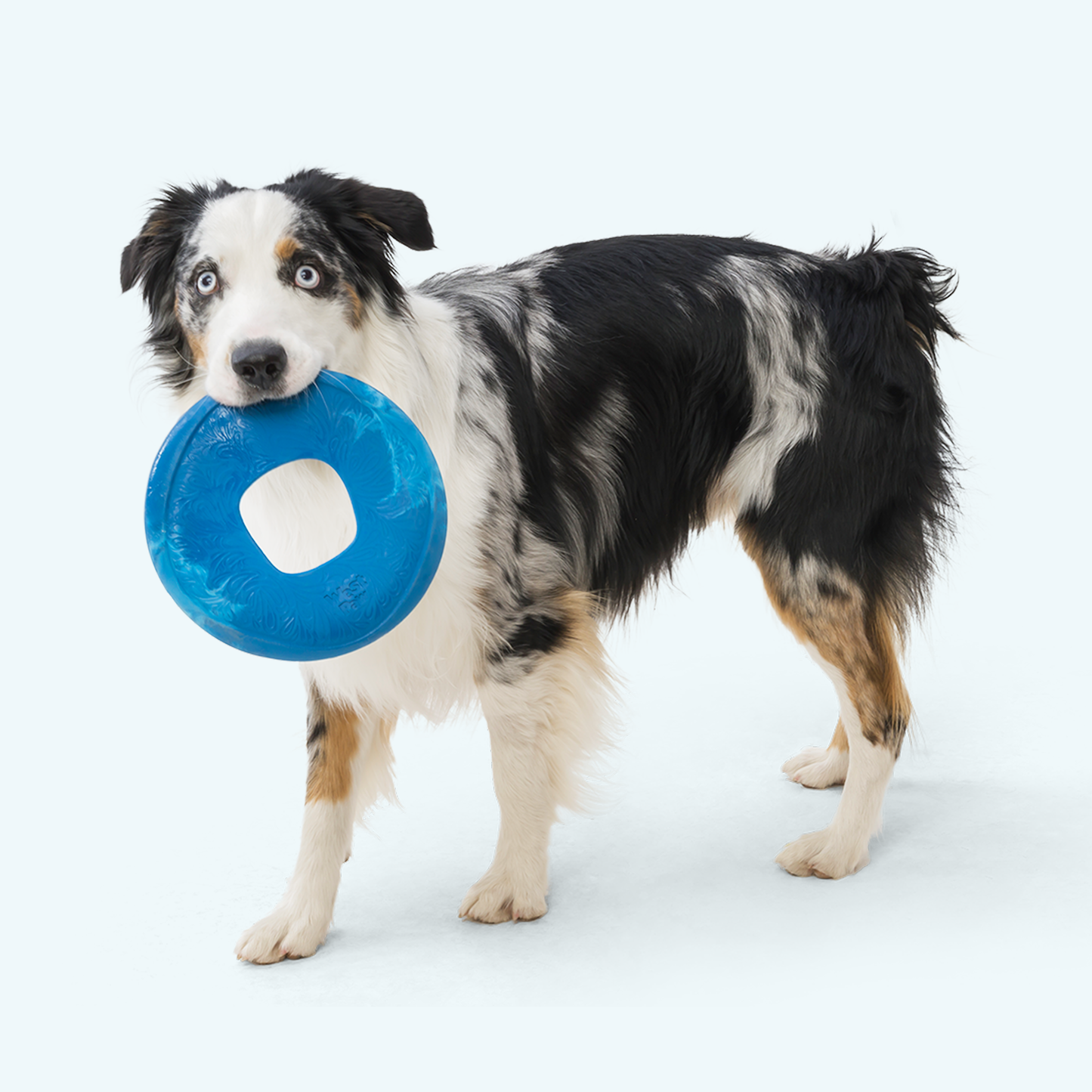 West Paw Sailz Dog Flying Disc – Disc Golf-Inspired | Seaflex® Recycled Material | 3 Colors