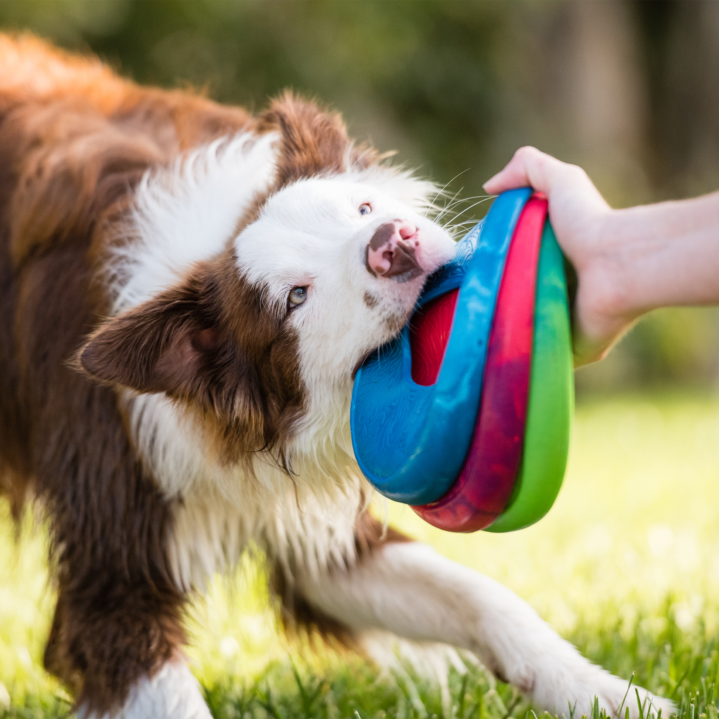 West Paw Sailz Dog Flying Disc – Disc Golf-Inspired | Seaflex® Recycled Material | 3 Colors