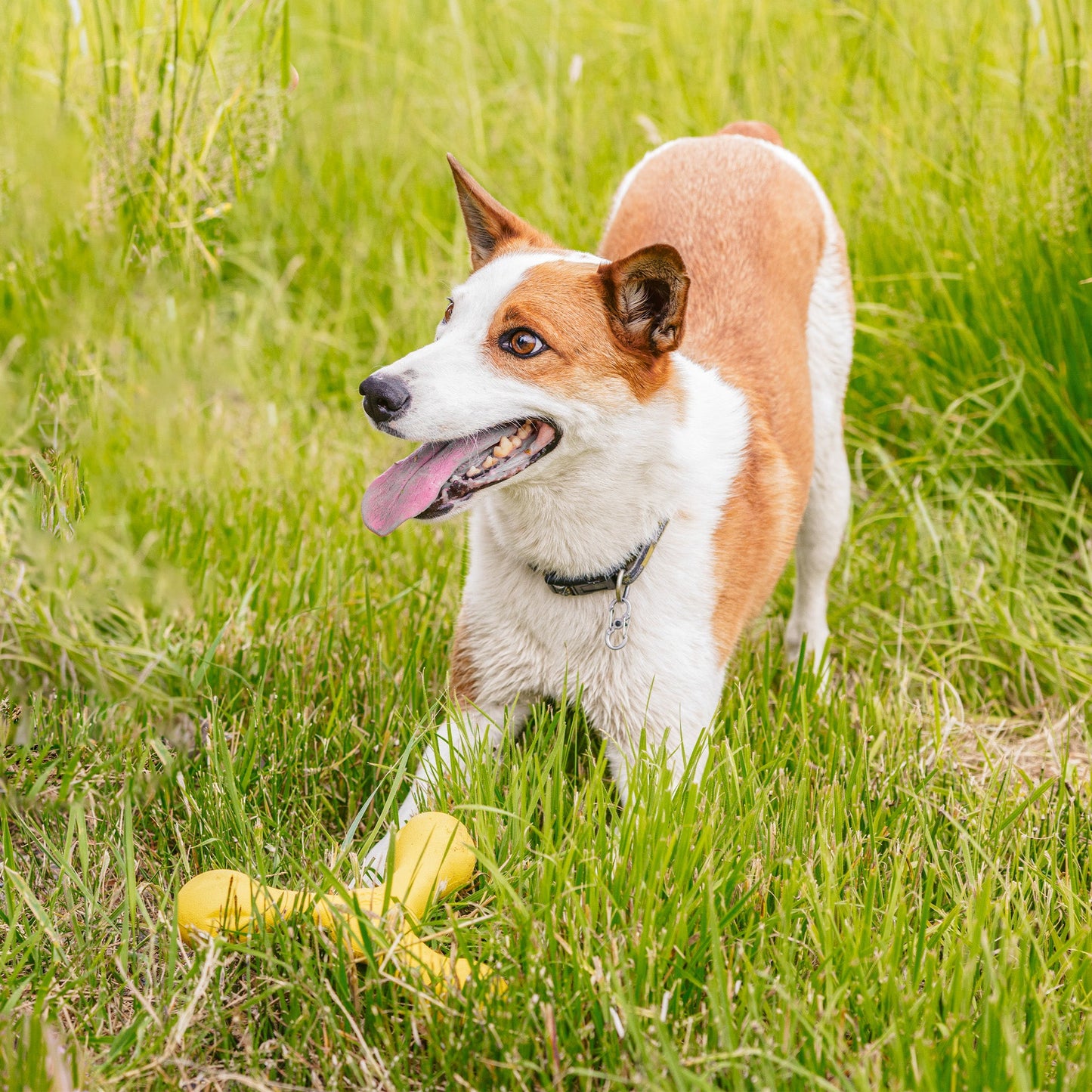 West Paw Skamp Dog Toy – Zogoflex Echo® | Fetch, Tug & Toss | Floatable | 3 Colors