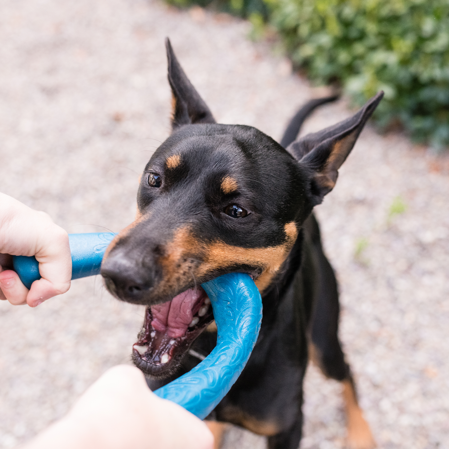 West Paw Snorkl Dog Tug Toy – Bone & Boomerang Shape | Fetch, Tug & Chew | 3 Colors