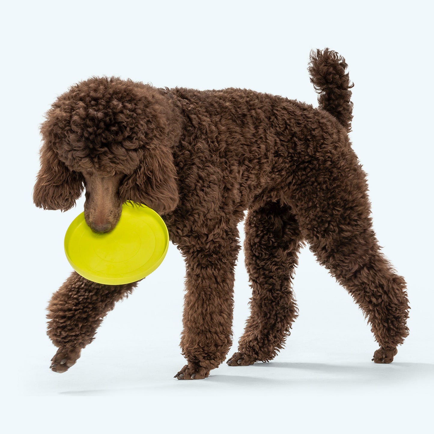 West Paw Zisc Dog Flying Disc – Soft & Floatable Frisbee for Gentle Chewers