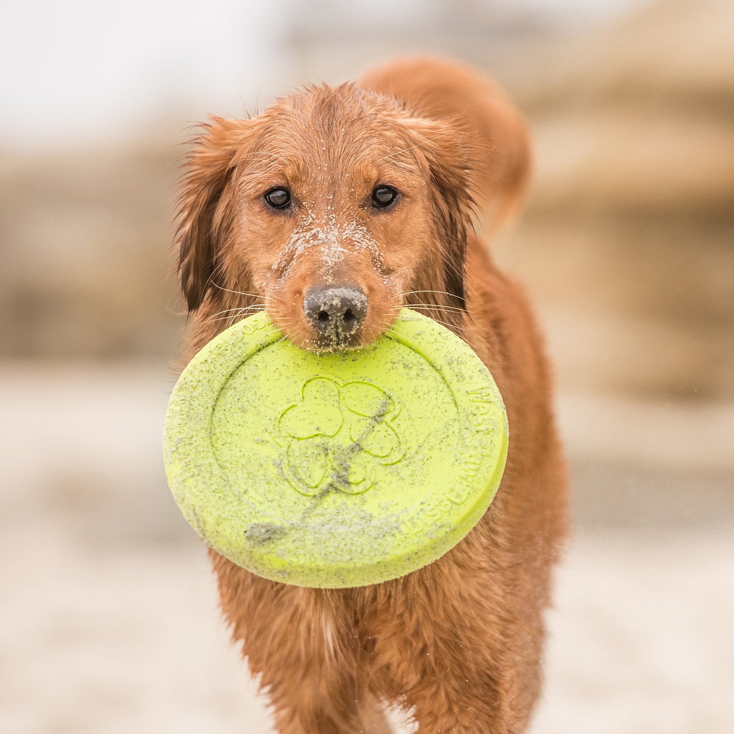 West Paw Zisc Dog Flying Disc – Soft & Floatable Frisbee for Gentle Chewers
