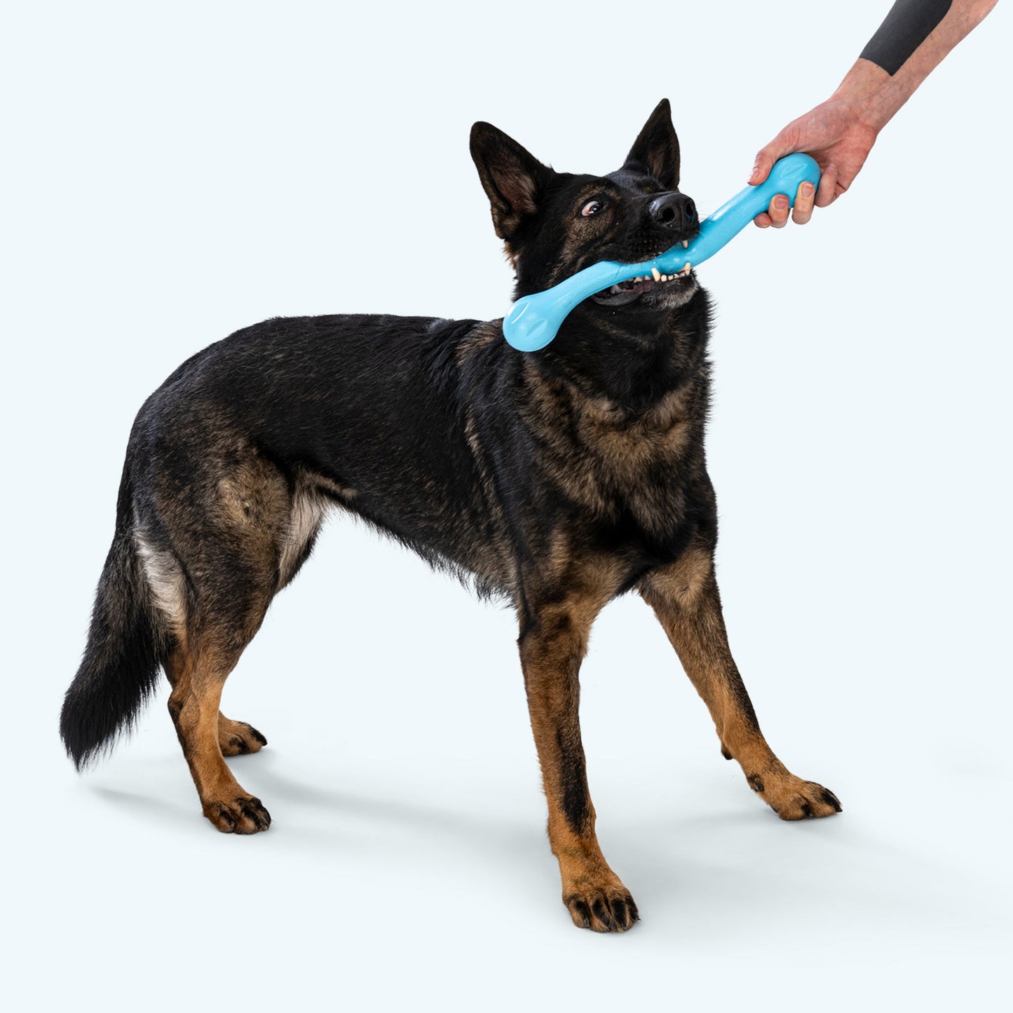 West Paw Zwig Dog Toy – Zogoflex Echo® | Fetch, Tug & Chew | 3 Colors