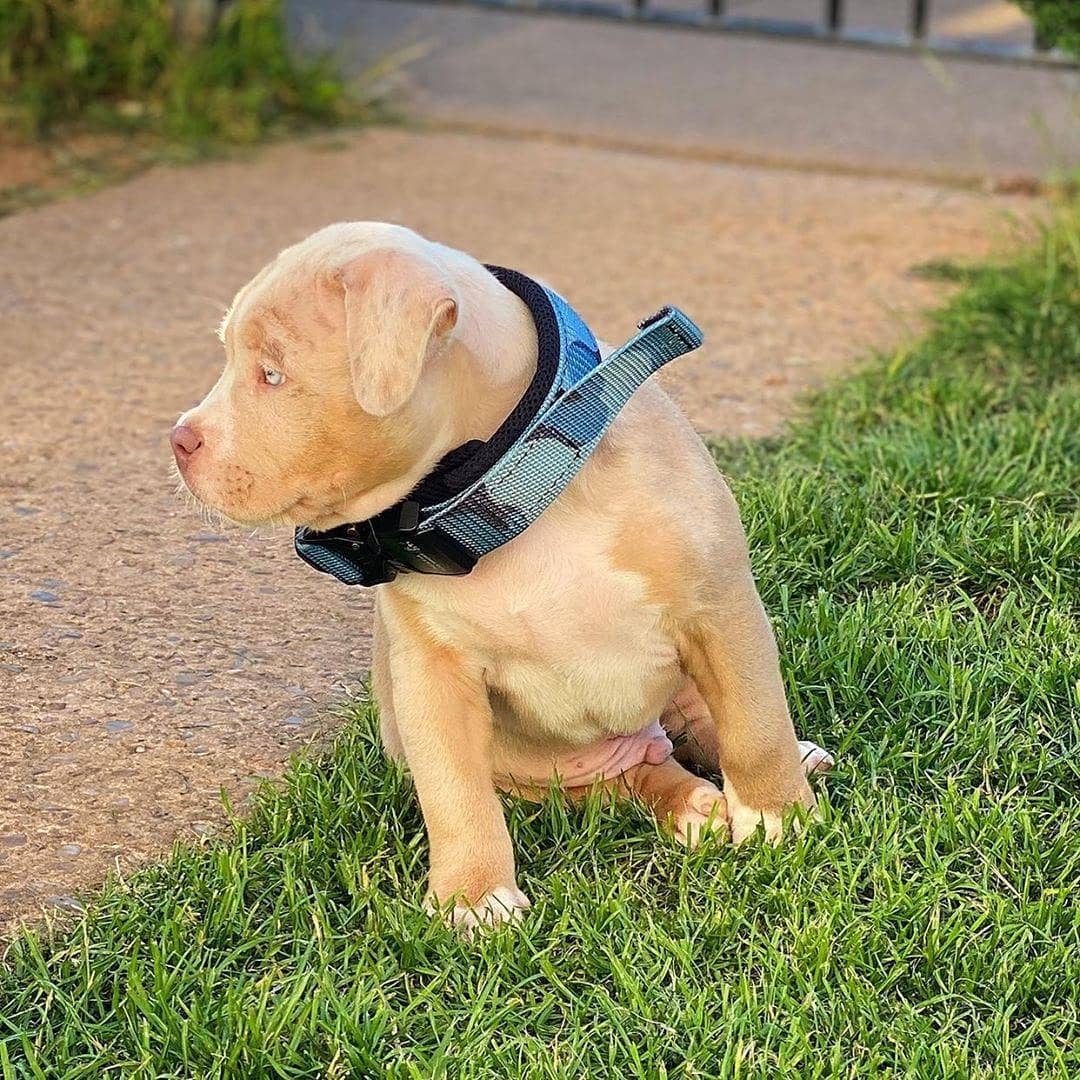 BESTIA Dog Sport Fast Release Collar – Blue Camo Heavy-Duty Training Collar