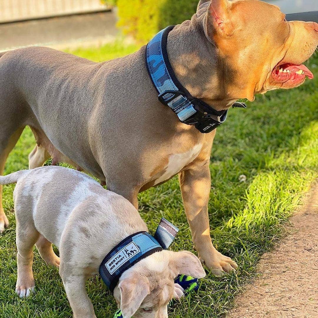 BESTIA Dog Sport Fast Release Collar – Blue Camo Heavy-Duty Training Collar