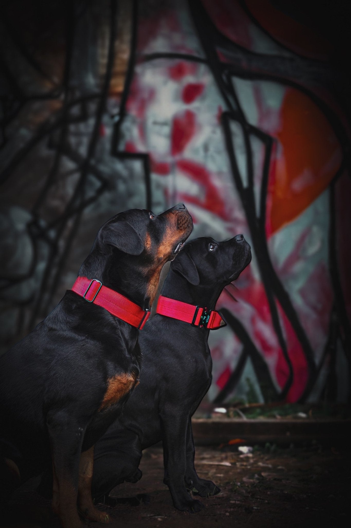 BESTIA Dog Sport Grip Pro Handle Collar – Built-In Control Handle Dog Training Collar