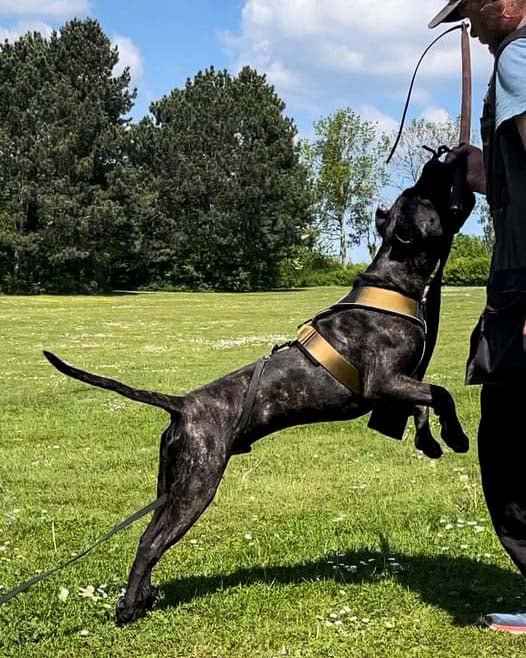 BESTIA DOG SPORT GripPro Heavy Duty Harness