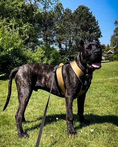 BESTIA DOG SPORT GripPro Heavy Duty Harness