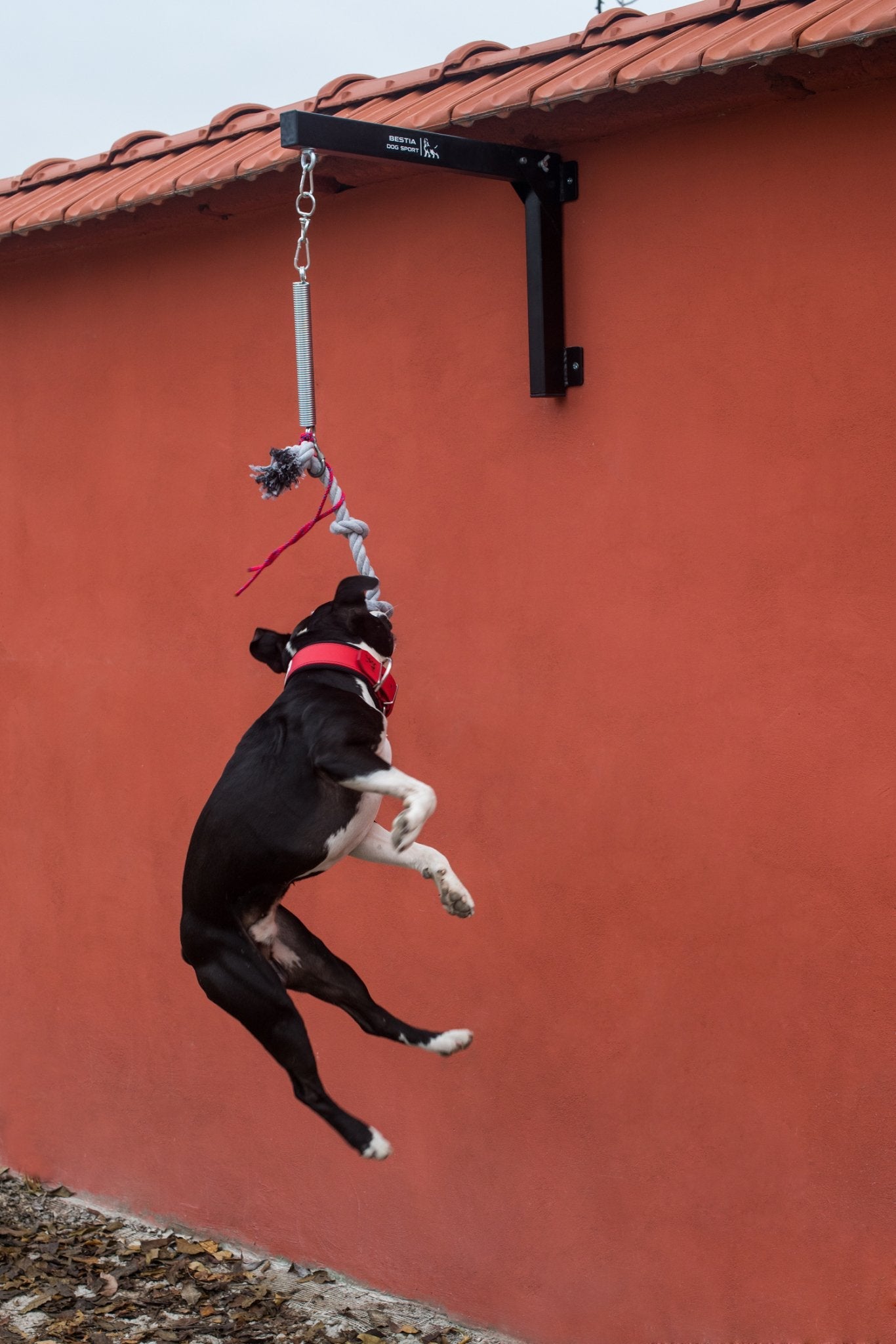 BESTIA Dog Sport Spring Pole Set – Muscle-Building Dog Training Equipment