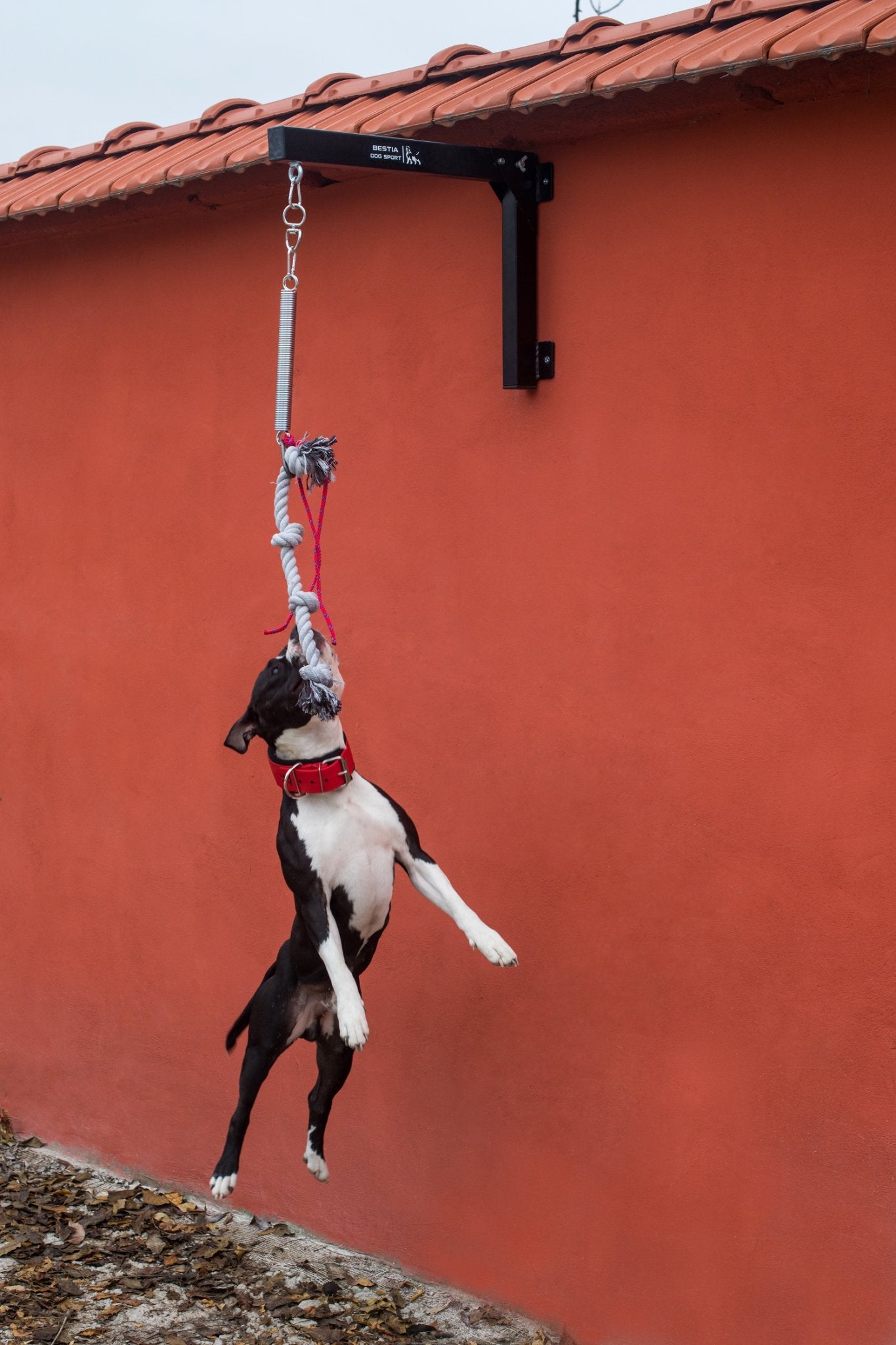BESTIA Dog Sport Spring Pole Set – Muscle-Building Dog Training Equipment