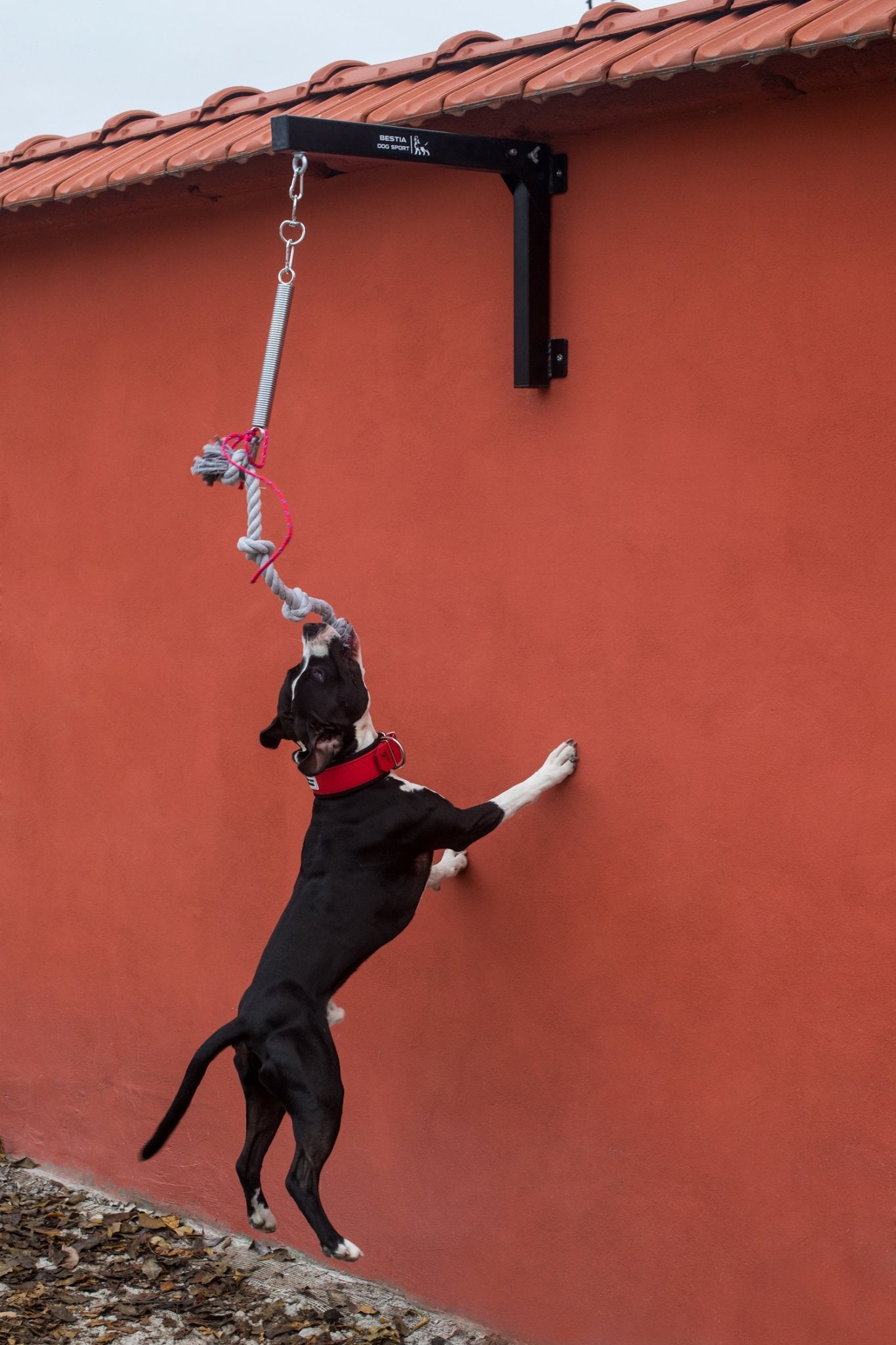 BESTIA Dog Sport Spring Pole Set – Muscle-Building Dog Training Equipment