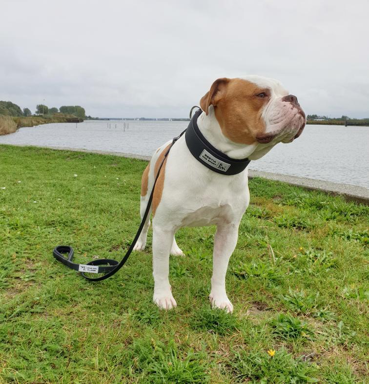 BESTIA Dog Sport Tactical Leash – Ultra Heavy-Duty 400kg Dog Training Leash