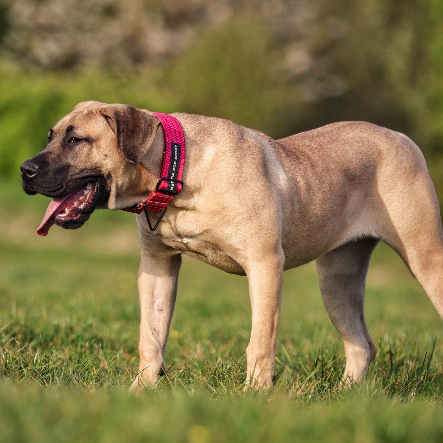 Bestia Dog Sport GripPro Print Collar - Pink