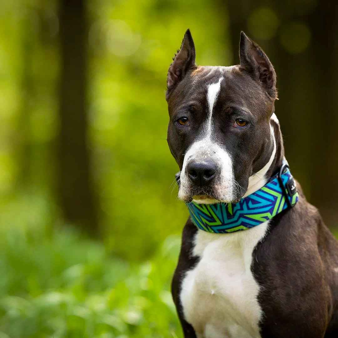 Bestia Dog Sport GripPro Print Collar - Blue&Green