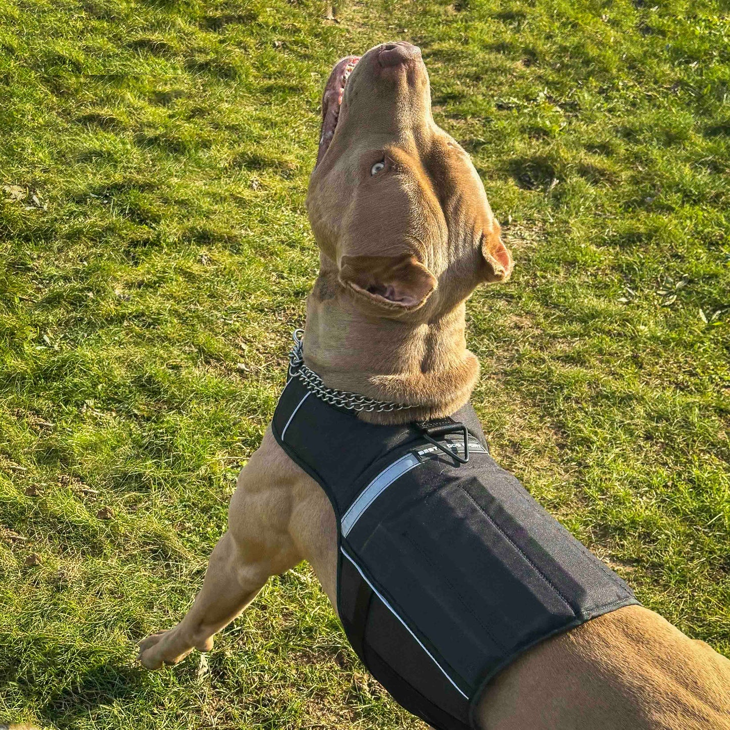 BESTIA Dog Sport Weighted Harness – Adjustable Resistance Dog Training Harness