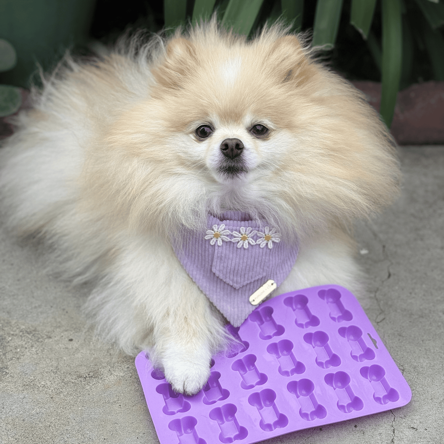 SodaPup Silicone Dog Treat Molds – DIY Jelly, Frozen & Lickable Treats | 4 Styles