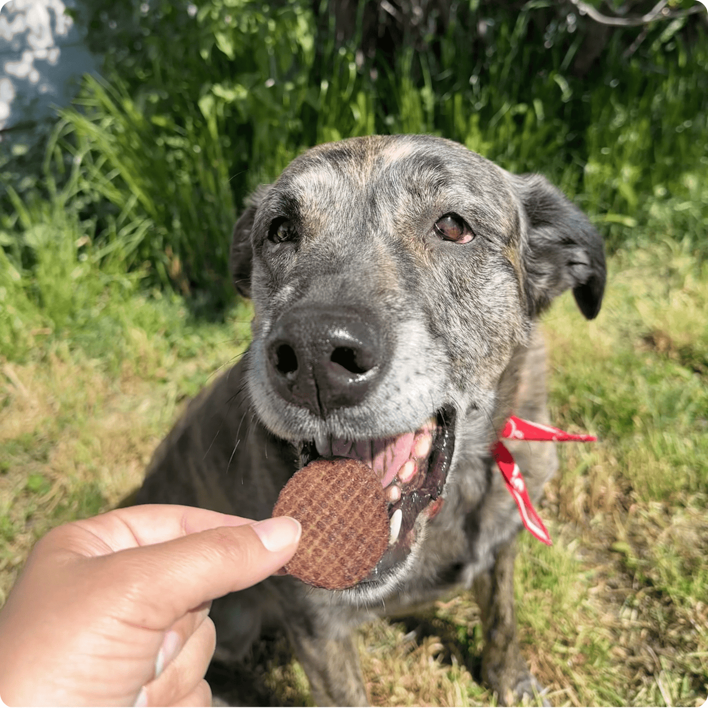 Beef Chips for Dogs – Single-Ingredient, Human-Grade | 6 Cal/Chip | Made in USA